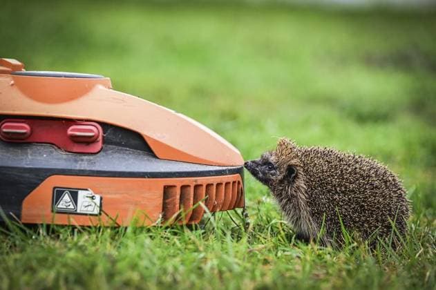 Haus der Igel in Krefeld FOR EDITORIAL PURPOSES ONLY EDITORIAL USE ONLY p a hedgehog sits opposite a robotic mower in front of the Haus der Igel in Krefeld on Wednesday, October 2, 2024 Hedgehogs are getting worse In addition to the dangers posed by robotic mowers and the like, climate change is upsetting the rhythm Copyright: SvenjaxHanusch doc7xftkl4jk2vanst0fot ,EDITORIAL USE ONLY Copyright: SvenjaxHanusch