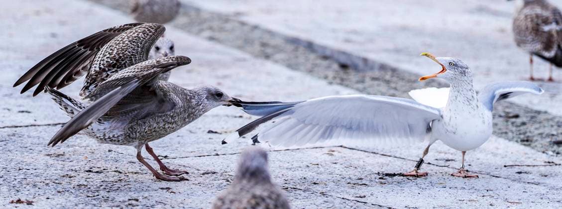 Bird life in Oslo Oslo 20241114 Magpies, skuas, pigeons and crows around the Opera House in Oslo Photo Lise Aserud NTB Oslo Norway BWMqGJTR1KM EDITORIAL USE ONLY Ref BNCBWMqGJTR1KM jpg  Copyright: xLisexAserudx xNTBx