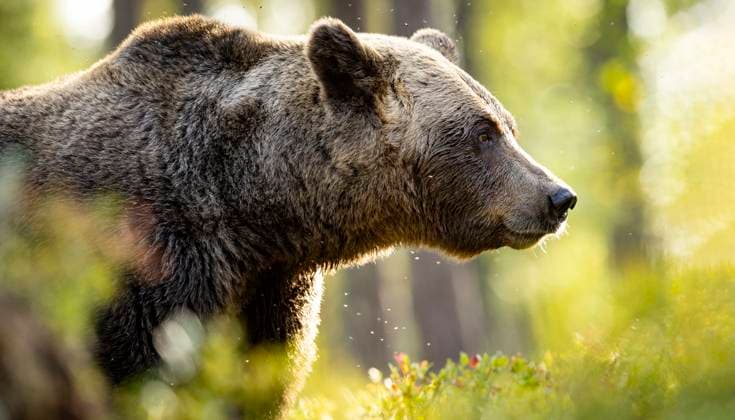 bear, brown bear, europe, wildlife, wild, biodiversity Florian Launette Mégane Chêne MAXPPP Kuumo 04 09 2024 Florian Launette Mégane Chêne MAXPPP Illustration a bear in a forest in Finland The European brown bear is a large mammal belonging to the Ursidae family, the family of bears and pandas, This massive animal, which can stand up to 2.50 meters tall, has a round head with small ears and a hump at the nape of its neck. Its hind legs have five toes and a heel, In Western Europe, there is a sub-species of bear, the European brown bear This sub-species faces various pressures, such as conflicts with livestock farming, logging, driven hunting, or loss of habitat through the construction of human infrastructures In some Western European coun Copyright: xMAXPPPxFlorianxLaunettex&xMéganexChênex LAU202411198578 LAU202411198578