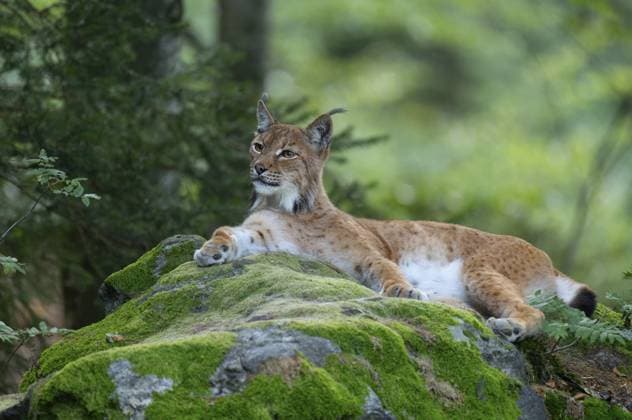 Eurasischer Luchs (Lynx lynx) liegt auf einem mit Moos bewachsenen Felsen im Wald und schaut aufmerksam, Deutschland, Europa Eurasian lynx (Lynx lynx) lies on a moss-covered rock in the forest and looks attentively, Germany, Europe Copyright: imageBROKER FrankxSommariva ibxfso11892271.jpg