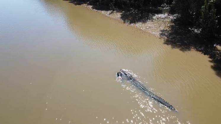 VIDEO: Family heartbroken as drone captures crocodile swimming down river with their pet dog in its mouth CONTENT WARNING: CONTAINS PICTURES AND VIDEO THAT COULD CAUSE DISTRESS Story from Jam Press (Croc Kills Dog) Pictured: Video grab - Drone captures a crocodile in the river while carrying a pet dog in its mouth. VIDEO: Family heartbroken as drone captures crocodile swimming down river with their pet dog in its mouth A family has been left heartbroken after a crocodile was spotted swimming down a river while carrying their pet dog in its mouth. Minco de Bruin captured shocking drone footage of the heartbreaking moment. He was sitting in his van at the river s edge when he heard a large splash and spotted a giant tail sticking out of  Copyright: xJamxPress @mincodrums
