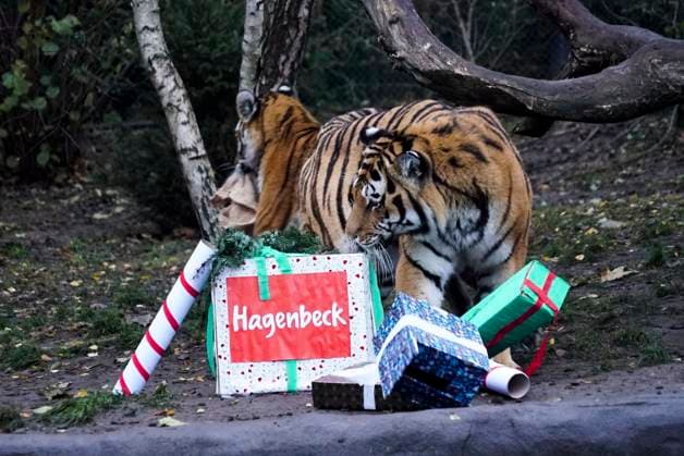 Tigermama Maruschka pleased itself via Gifts from Nikolaus and a with Beef and veal filled Jute bag at Nicholas feast at Outdoor enclosure at Hagenbeck Animal park on Monday 05 December 2022 in Hamburg at Hagenbeck Life currently four Siberian Tiger So the both Tigers Rida and Daria and their Parents Maruschka and Yasha HH Germany