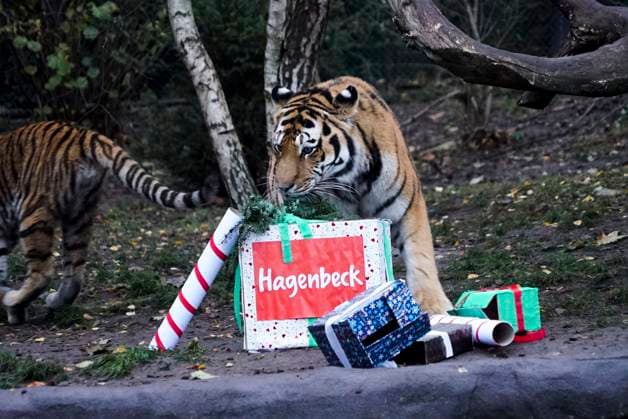 Tigermama Maruschka pleased itself via Gifts from Nikolaus and a with Beef and veal filled Jute bag at Nicholas feast at Outdoor enclosure at Hagenbeck Animal park on Monday 05 December 2022 in Hamburg at Hagenbeck Life currently four Siberian Tiger So the both Tigers Rida and Daria and their Parents Maruschka and Yasha HH Germany