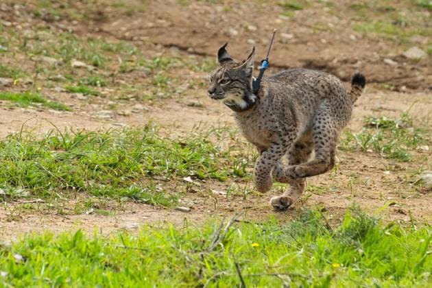 Catalina García participates in the release of lynx in Guillena to reinforce the conservation of the species Iberian lynx released On February 19, 2025 in Las Pajanosas, Seville Andalusia, Spain The Councilor for Sustainability and Environment, Catalina García, will participate in the release of several specimens of Iberian lynx in the Soto de la Fuente area This action is part of the Junta de Andalucías ongoing efforts to strengthen Iberian lynx populations in the region and promote biodiversity 19 FEBRUARY 2025 Francisco J Sevilla, Andalucia Sevilla, Andalucia Espana  Copyright: xFranciscoxJ.xOlmox 6529086