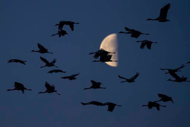 Kraniche verlassen nach Sonnenaufgang ihren Schlafplatz in einem flachen, sumpfigen Gewässer bei Müncheberg (Landkreis Märkisch-Oderland) und fliegen zu ihren Fressplätzen. Im Hintergrund der Mond.