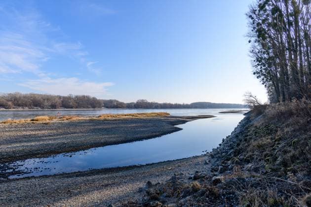 regelsbrunn, österreich, 03. märz 2025, niedrigwasser an der donau im nationalpark donauauen, weidenbäume Copyright: xx