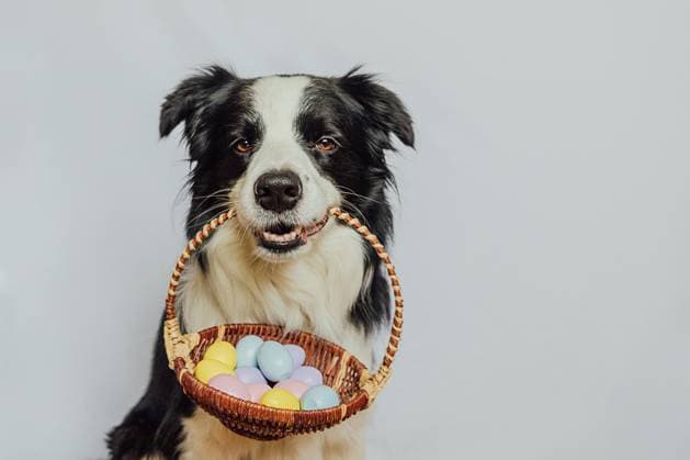 Konzept für frohe Ostern. Vorbereitung für den Urlaub. Cute Welpen Hund Border Collie hält Korb mit Ostern bunte Eier im Mund isoliert auf weißem Hintergrund. Frühling Grußkarte. Konzept für frohe Ostern. Vorbereitung für den Urlaub. Cute Welpen Hund Border Collie hält Korb mit Ostern bunte Eier im Mund isoliert auf weißem Hintergrund. Frühling Grußkarte. Copyright: xZoonar.com IuliiaxZavalishinax 23111642