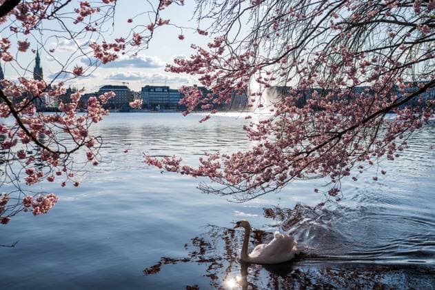 Germany, Hamburg, 01 04 2025 Cherry blossoms bloom on the Hamburg Binnenalster while a swan swims on the shore Cherry blossom on the Hamburg Binnenalster