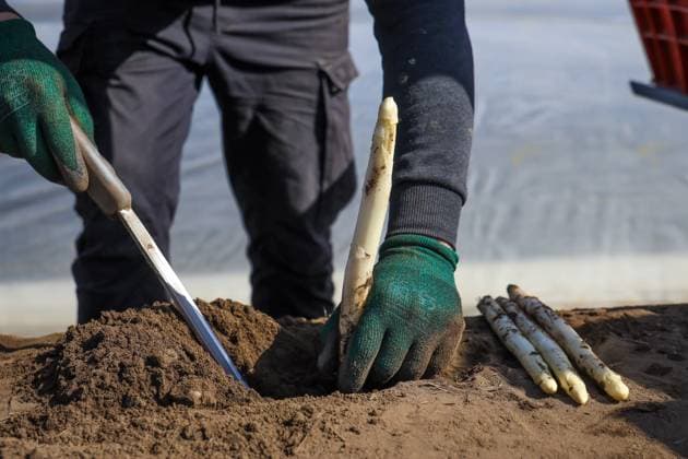 Theme photo Start of the asparagus harvest in North Rhine-Westphalia, Germany, Europe North Rhine-Westphalia Germany