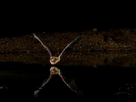 Myotis bat coming to water to drink in desert, Arizona  Copyright: xRobxSheppardx x US03 RSP0034