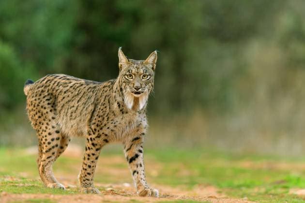 Iberian Lynx, leopard Lynx, Iberian lynx Lynx pardinus , Female is at a Free area at Bushland, Spain, Castile La Mancha, La Virtudes Iberian Lynx Lynx pardinus , Female stands in to Open Area in The scrubland, Spain, Castilla-La Mancha, La Virtudes BLWS727472 Copyright: xblickwinkel M.xWoikex