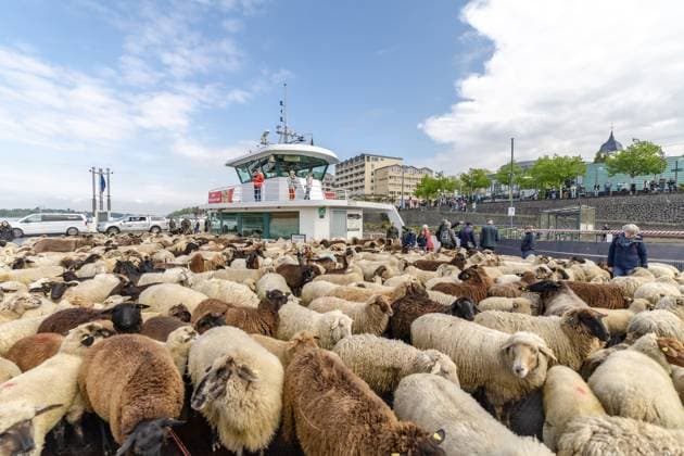 Flock of sheep crosses the Rhine by ferry Bonn, 22 04 2025 A flock of migrating sheep on the banks of the Rhine in Bonn Under the leadership of shepherd Johannes Bois, the flock of around 500 sheep, goats and four donkeys moves from the Bonn Rheinaue to Mehlem, where they take the Rhine ferry to Königswinter From there they head towards Copyright: xBonn.digitalx xMarcxJohnx