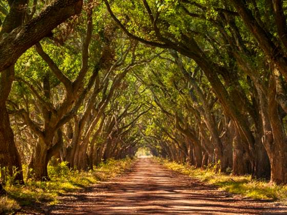Louisiana oak tree alley with dirt road United States, Louisiana, New Orleans R_KSWG250428-1713358-01