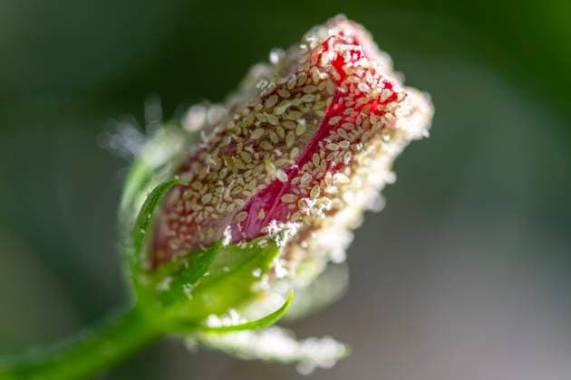 Pests in the garden Aphid accumulation on a camellia flower Königswinter North Rhine-Westphalia Germany