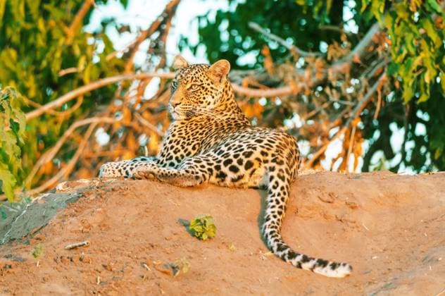 Leopard, Panther, Panter Panthera pardus , is in the evening at a Earth mound and monitored the Surroundings, Rear view, Botswana, Mashatu Game Reserve Leopard Panthera pardus , Lies ON a mound in The evening and observing The surroundings, Rear view, Botswana, Mashatu Game Reserve BLWS728245 Copyright: xblickwinkel AGAMI S.xPitamitzx