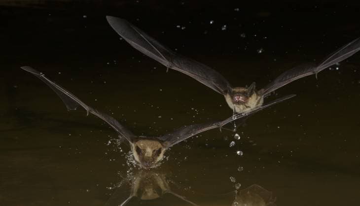 Arizona-Mausohr (Myotis occultus) zwei adulte nachts fliegend über Wasserfläche und trinkend, Arizona, USA, Nordamerika Little Brown Bat (Myotis occultus) two adults flying at night over water surface and drinking, Arizona, USA, North America Copyright: imageBROKER NatexChappell iblcrr13568604.jpg