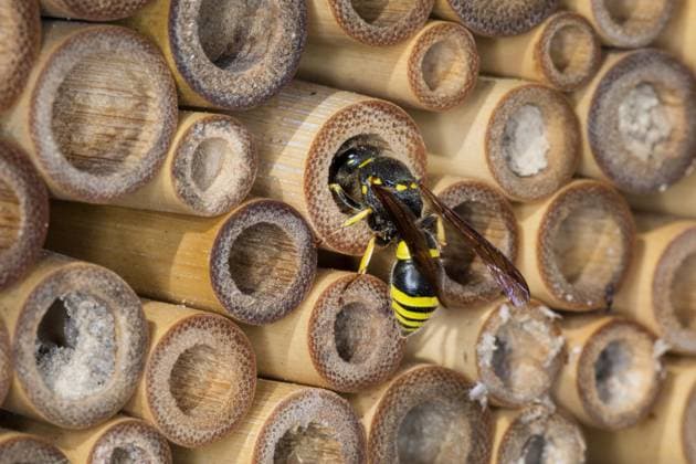 Wall Clay wasp, Mason wasp, Schwarzfuehler Hook wasp, Black foxhook wasp Ancistrocerus nigricornis , to the Oeffnung the Nesting tubes, Germany Potter Wasp Ancistrocerus nigricornis , AT The Opening of The nesting tube, Germany BLWS728405 Copyright: xblickwinkel F.xHeckerx