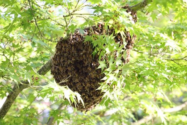 11 05 2025, Hoppegarten, Brandenburg, GER Swarm of bees hanging as a cluster in a tree Apis, Apis me