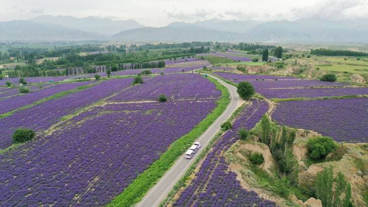 (250615) -- HUOCHENG, June 15, 2025 -- An aerial drone photo taken on June 14, 2025 shows a lavender field in Huocheng County, northwest China s Xinjiang Uygur Autonomous Region. Vast fields of lavender in Huocheng County entered full bloom in June, transforming the landscape into a sea of purple. Featuring cultural performances, sports events and exhibitions showcasing local heritage, a lavender tourism festival kicked off to coincide with this natural spectacle, highlighting the region s thriving lavender industry while promoting local tourism and economic development. ) CHINA-XINJIANG-HUOCHENG-LAVENDER-INDUSTRY (CN) DingxLei