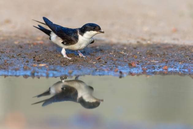 House martin, Delichon urbica , animals, birds, swallows, seeks nesting material, mud, clay, grasses, twigs, McPMAS McPMAS