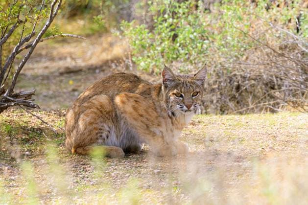 bobcat, Red Lynx, Lynx cat, Lynx Cat Lynx Rufus , sits lurking, Side view, USA, Arizona, Sonora bobcat, wildcat, Bay lynx, Red Lynx Lynx Rufus , sits lurking, Side view, USA, Arizona, Sonoran BLWS729182 Copyright: xblickwinkel A.xHartlx