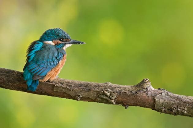 Very young precarious Common Kingfisher Kingfisher Eisvogel (Alcedo atthis) perched on a branch, surrounded by friendly yellow green colours. Nordrhein-Westfalen Deutschland, Westeuropa
