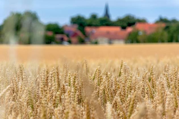 06 07 2025 View of a wheat field between Minsleben and Silstedt in the district of Harz in Saxony Anhalt In the background is the Brocken, the highest peak in Germanys northernmost low mountain range Minsleben Saxony Anhalt Germany
