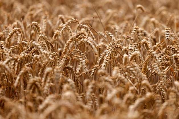 A wheat field near Cologne Grain prices fell on Monday, triggered by the price slump in the USA Russia sets its export tariff for wheat to zero Themed image, symbolic image Cologne, 20 07 2025 NRW Germany Copyright: xChristophxHardtx