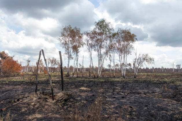 Sachsenforst invites press representatives to Gohrischheide for photo reporting after forest fire