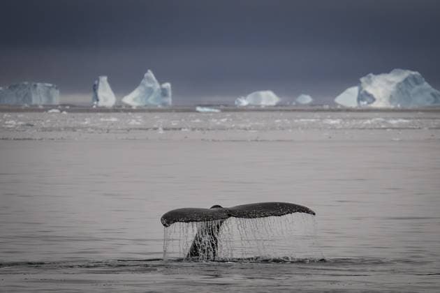 9th National Antarctic Science Expedition team returns to Turkiye ANTARCTICA - MARCH 04: Humpback whales are seen as scientists from Turkiye carry out their work during the 9th National Antarctic Science Expedition, in Antarctica on March 04, 2025. The team participating in the 9th National Antarctic Science Expedition, organized under the auspices of the Turkish Presidency, Ministry of Industry and Technology and with the coordination of TUBITAK MAM Polar Research Institute, returned home after their 34-day journey. During the expedition, observations of glaciers, icebergs and humpback whales living at the South Pole, various seal and bird species, as well as penguins, the continent s symbolic creatures, were also made. Antarctica World. E Copyright: x2025xAnadoluxÅžebnemxCoÅükunx