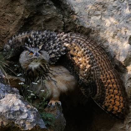 Eurasian Eagle-Owl ( Bubo bubo ), ruffling its feathers to appear larger, in threatening posture, wildlife, Europe. Nordrhein-Westfalen, Rheinland Deutschland, Westeuropa
