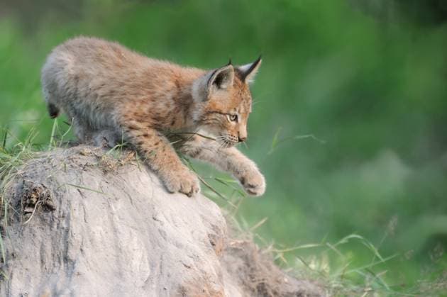 Young Eurasian Lynx Eurasischer Luchs (Lynx lynx) plays on a sandhill, showing its paw, Europe. Nordrhein-Westfalen Deutschland, Westeuropa