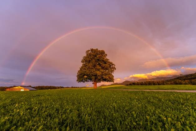 Rainbow in Bavaria A rainbow can be seen in the sky above a tree in the evening, Frasdorf Bavaria Germany
