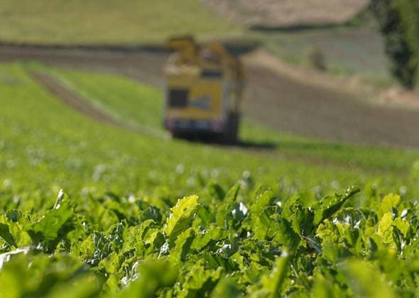 Sugar beet harvesters at work in a field in Hohnstedt near Northeim in Lower Saxony on the Solling Sugar beet harvest 2025 in the Northeim Einbeck area in Lower Saxony on the Solling in full swing