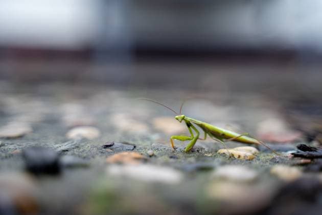 Featured Image A praying mantis Mantis religiosa sits well camouflaged in the garden , 16 09 2025 Featured Image A praying mantis Mantis religiosa sits well camouflaged in the garden , 16 09 2025 A praying mantis Mantis religiosa lurks well camouflaged in the garden in Germany In order to track the spread of this protected s Copyright: xEibner-Pressefoto JonasxLohrmannx EP_JLN