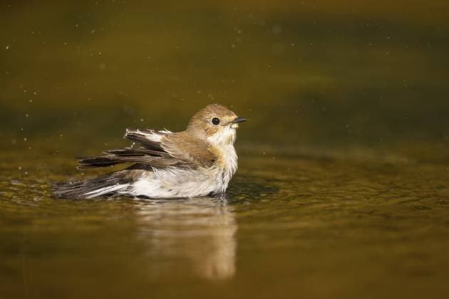Elsterschnäpper (Ficedula hypoleuca) beim Baden an einem Wasserbecken, Pinos, Solsona, Katalonien, Spanien European Pied Flycatcher (Ficedula hypoleuca) bathing at a water pool, Pinos, Solsona, Catalonia, Spain Copyright: imageBROKER Davidx&xMichaxSheldo ibxshe15132301.jpg