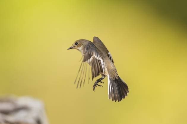 Elsterschnäpper (Ficedula hypoleuca) im Flug an einem Wasserbecken, Pinos, Solsona, Katalonien, Spanien European Pied Flycatcher (Ficedula hypoleuca) in flight at a water pool, Pinos, Solsona, Catalonia, Spain Copyright: imageBROKER Davidx&xMichaxSheldo ibxshe15132370.jpg