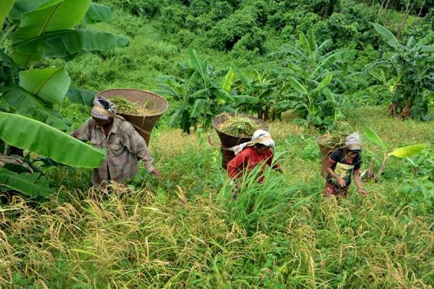 World Food Day in Bangladesh RANGAMATI - BANGLADESH - OCTOBER 15 : The farmers grow and sell mixed fruits and vegetables along with rice after bringing them to the low market for sale in the remote mountainous area of Rangamati, Bangladesh on October 15,2022. As there is food shortage in the hilly areas during the dry season, the farmers here are growing mixed crops to meet the demand. Bangladesh World. Editorial use only. Please get in touch for any other usage.  Copyright: x2025xAnadoluxMohammadxShajahanx