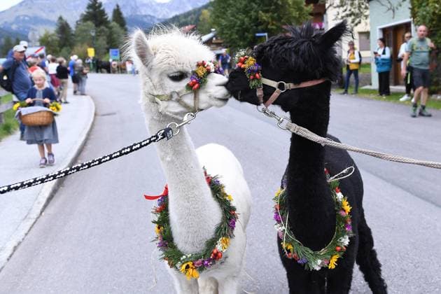 Almabtrieb 2025 on 22 09 2025 Filzmoos The partially decorated animals will be led through the streets of the municipality of Filzmoos by the farmers on 22 09 2025 The animals will spend the winter in the stables of the farms xRx