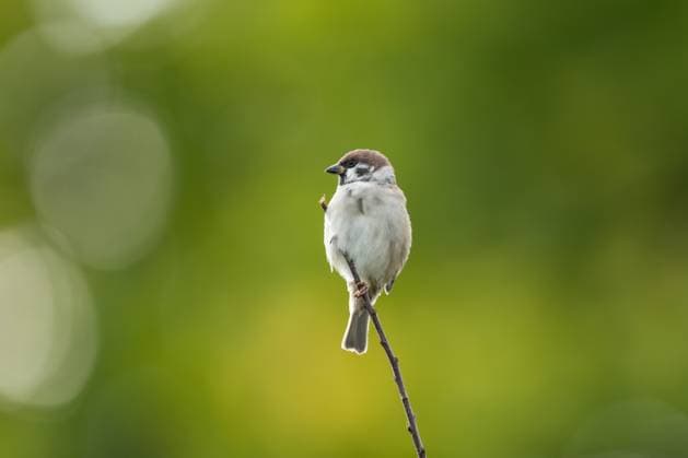 A tree sparrow clings to a branch of a shrub Rottweil Baden Württemberg Germany