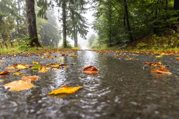 Storm Detlef in the Taunus In rain and wind, numerous leaves have fallen from the trees in the Taunus , Schmitten Hessen Germany