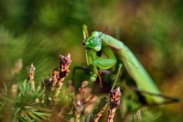 European praying mantis Mantis religiosa European praying mantis Mantis religiosa 20251003MIC0372