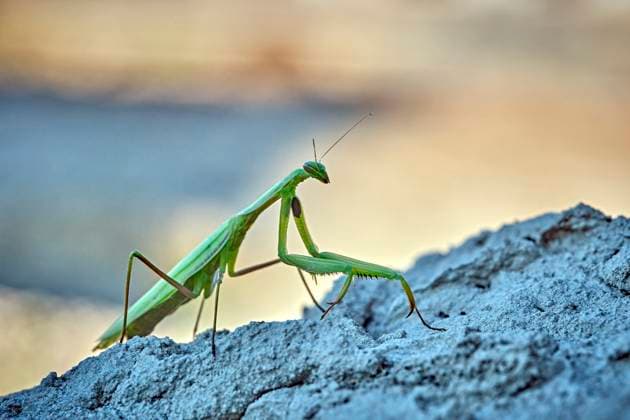 European praying mantis Mantis religiosa European praying mantis Mantis religiosa 20251003MIC0070