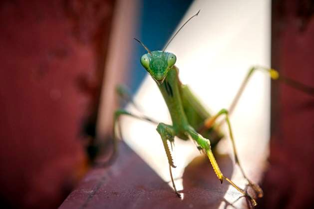 European praying mantis Mantis religiosa European praying mantis Mantis religiosa 20251003MIC0193