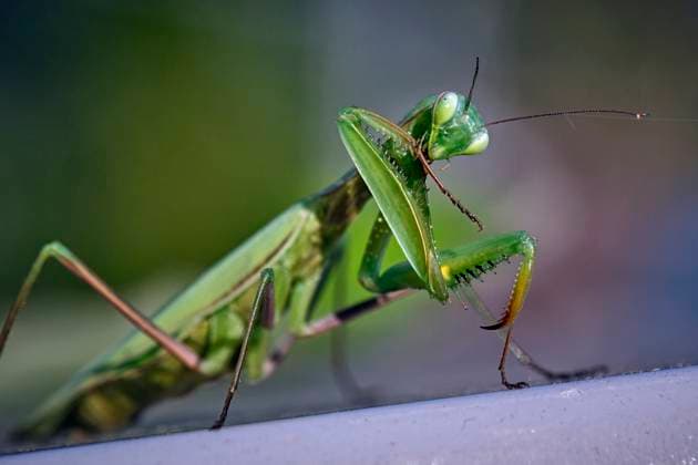 European praying mantis Mantis religiosa European praying mantis Mantis religiosa 20251003MIC0232