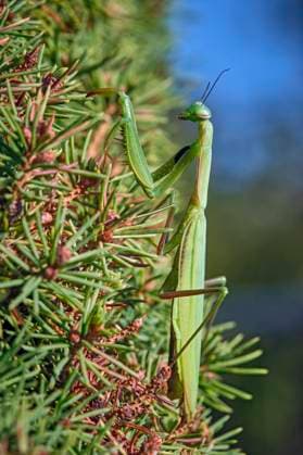 European praying mantis Mantis religiosa European praying mantis Mantis religiosa 20251003MIC0404