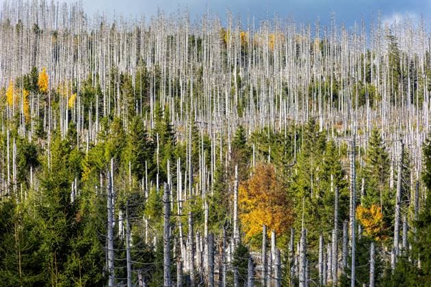 13 10 2025 View near the Achtermannshöhe near Braunlage in the district of Goslar in Lower Saxony over dead spruce trees The drought years from 2019 to 2021 were responsible for this and the resulting favorable bark beetle infestation, which enabled the pests to infest large areas Braunlage Lower Saxony Germany