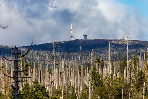 13 10 2025 View of the Brocken in the Harz district from Lower Saxony Dead spruce trees are in the foreground The drought years from 2019 to 2021, which were characterized by drought, and the resulting bark beetle infestation, which enabled the pests to infest large areas, were responsible for this Braunlage Lower Saxony Germany