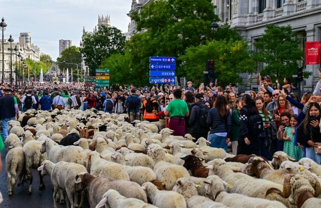 October 19, 2025, Madrid, Madrid, SPAIN: Madrid celebrates the traditional Transhumance Day, when hundreds of sheep and shepherds walk through the historic city center following the ancient droversâ€⠢ routes. The event highlights transhumance as both a cultural and environmental heritage, with flocks passing through Puerta del Sol, Plaza de Cibeles, and other emblematic streets, accompanied by shepherds in traditional attire and folk music. Madrid SPAIN - ZUMAz108 20251019_znp_z108_020 Copyright: xRichardxZubelzux