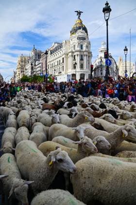 October 19, 2025, Madrid, Madrid, SPAIN: Madrid celebrates the traditional Transhumance Day, when hundreds of sheep and shepherds walk through the historic city center following the ancient droversâ€⠢ routes. The event highlights transhumance as both a cultural and environmental heritage, with flocks passing through Puerta del Sol, Plaza de Cibeles, and other emblematic streets, accompanied by shepherds in traditional attire and folk music. Madrid SPAIN - ZUMAz108 20251019_znp_z108_028 Copyright: xRichardxZubelzux